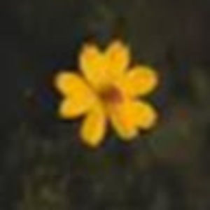 Meet your Posher, Citlali